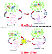 Graphical abstract: Water and a protic ionic liquid acted as refolding additives for chemically denatured enzymes