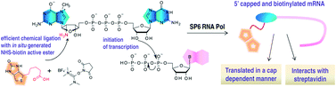 Graphical abstract: Synthesis of biotin labelled cap analogue – incorporable into mRNA transcripts and promoting cap-dependent translation
