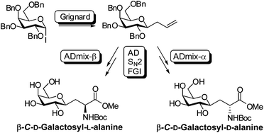Graphical abstract: Synthesis of β-C-galactosyl d- and l-alanines