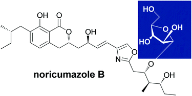 Graphical abstract: Total synthesis of noricumazole B establishes d-arabinose as glycan unit