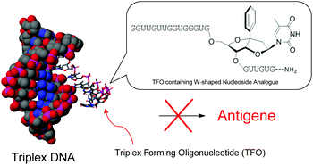 Graphical abstract: An efficient antigene activity and antiproliferative effect by targeting the Bcl-2 or survivin gene with triplex forming oligonucleotides containing a W-shaped nucleoside analogue (WNA-βT)