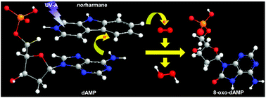 Graphical abstract: Photosensitized electron transfer within a self-assembled norharmane–2′-deoxyadenosine 5′-monophosphate (dAMP) complex