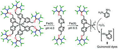 Graphical abstract: pH-tuned metal coordination and peroxidase activity of a peptide dendrimer enzyme model with a Fe(ii)bipyridine at its core
