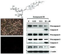 Graphical abstract: Synthesis of novel diosgenyl saponin analogues and apoptosis-inducing activity on A549 human lung adenocarcinoma