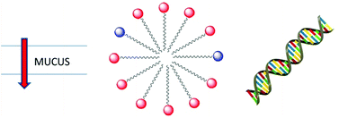 Graphical abstract: Effects of a PEG additive on the biomolecular interactions of self-assembled dendron nanostructures