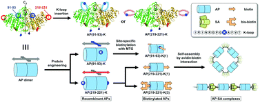 Graphical abstract: Protein supramolecular complex formation by site-specific avidin–biotin interactions