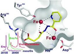 Graphical abstract: Dual-action inhibitors of HIF prolyl hydroxylases that induce binding of a second iron ion