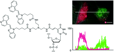 Graphical abstract: A nucleic acid probe labeled with desmethyl thiazole orange: a new type of hybridization-sensitive fluorescent oligonucleotide for live-cell RNA imaging