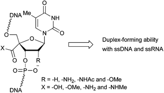 Graphical abstract: Synthesis and duplex-forming ability of oligonucleotides containing 4′-carboxythymidine analogs