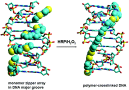 Graphical abstract: Structural stabilization of DNA-templated nanostructures: crosslinking with 2,5-bis(2-thienyl)pyrrole monomers