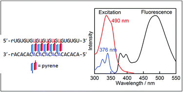 Graphical abstract: Highly ordered pyrene π-stacks on an RNA duplex display static excimer fluorescence