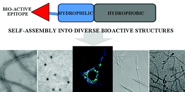 Graphical abstract: Supramolecular chemical biology; bioactive synthetic self-assemblies