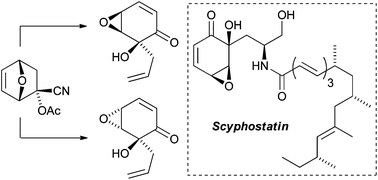 Graphical abstract: A furan Diels–Alder cycloaddition approach to scyphostatin analogues
