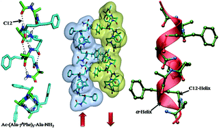 Graphical abstract: Protein secondary structure mimetics: crystal conformations of α/γ4-hybrid peptide12-helices with proteinogenic side chains and their analogy with α- and β-peptide helices