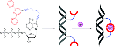 Graphical abstract: Synthesis of nucleosides and dNTPs bearing oligopyridine ligands linked through an octadiyne tether, their incorporation into DNA and complexation with transition metal cations
