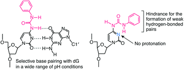 Graphical abstract: Base-pairing selectivity of a ureido-linked phenyl-2′-deoxycytidine derivative