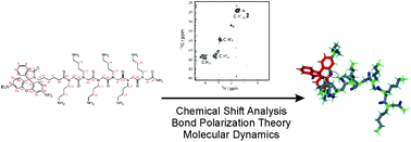 Graphical abstract: Structural characterization of a peptoid with lysine-like side chains and biological activity using NMR and computational methods