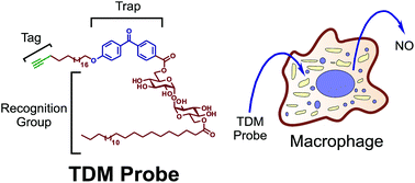 Graphical abstract: Development of a benzophenone and alkyne functionalised trehalose probe to study trehalose dimycolate binding proteins