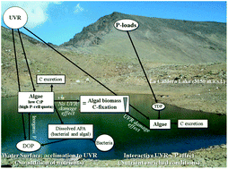Graphical abstract: Effects of ultraviolet radiation and nutrients on the structure–function of phytoplankton in a high mountain lake