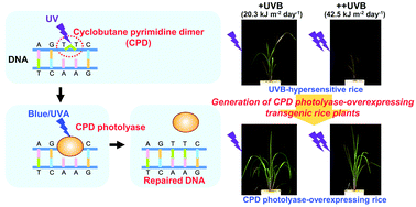 Graphical abstract: Augmentation of CPD photolyase activity in japonica and indica rice increases their UVB resistance but still leaves the difference in their sensitivities