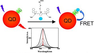 Graphical abstract: NIR fluorescent biotinylated cyanine dye: optical properties and combination with quantum dots as a potential sensing device