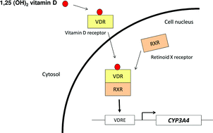 Graphical abstract: Vitamin D and drug-metabolising enzymes