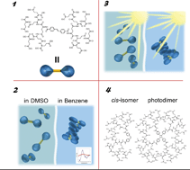 Graphical abstract: Self-assembly of a poly(glutamate) dendrimer: solvent-dependent expression of molecular chirality and a [2 + 2] photocrosslinking reaction