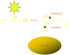 Graphical abstract: Protective actions of vitamin D in UVB induced skin cancer