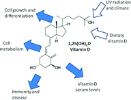 Graphical abstract: Introduction to the themed issue ‘Vitamin D update’