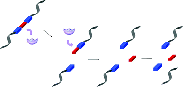 Graphical abstract: Pepsin-inspired polyurethanes containing a tyrosine–fumaric acid–tyrosine segment