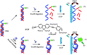 Graphical abstract: Highly sensitive detection of DNA-binding proteins based on a cationic conjugated polymervia a target-mediated fluorescence resonance energy transfer (TMFRET) strategy