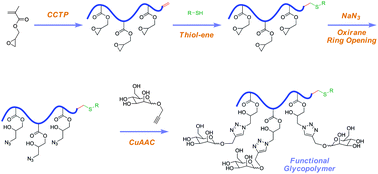 Graphical abstract: Terminal functional glycopolymers via a combination of catalytic chain transfer polymerisation (CCTP) followed by three consecutive click reactions