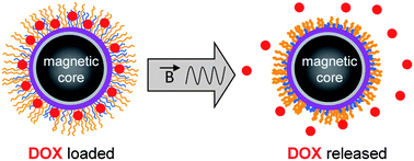 Graphical abstract: Thermoresponsive polymer brush-functionalized magnetic manganite nanoparticles for remotely triggered drug release