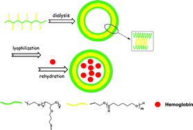 Graphical abstract: A novel amphiphilic copolymer poly(ethylene oxide-co-allyl glycidyl ether)-graft-poly(ε-caprolactone): synthesis, self-assembly, and protein encapsulation behavior