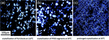 Graphical abstract: Crystallization and morphology of a polymer blend based on linear PPDO and branched poly(p-dioxanone)–poly(lactic acid) block copolymer with immiscible blocks