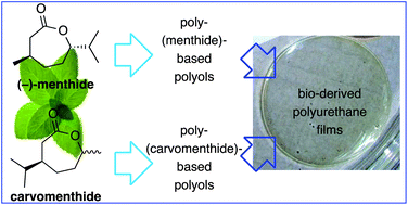 Graphical abstract: Polyurethanes based on renewable polyols from bioderived lactones