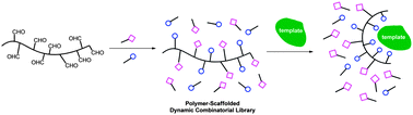 Graphical abstract: Investigating templating within Polymer-Scaffolded Dynamic Combinatorial Libraries