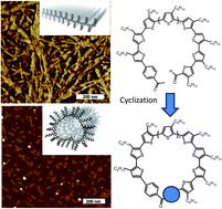 Graphical abstract: Macrocyclic regioregular poly(3-hexylthiophene): from controlled synthesis to nanotubular assemblies