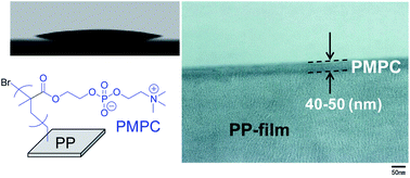 Graphical abstract: Direct modification of polyolefin films by surface-initiated polymerization of a phosphobetaine monomer