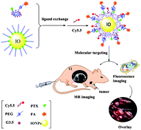 Graphical abstract: Dendrimer functionalized water soluble magnetic iron oxide conjugates as dual imaging probe for tumor targeting and drug delivery