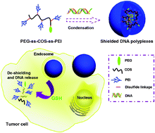 Graphical abstract: Redox-responsive catiomer based on PEG-ss-chitosan oligosaccharide-ss-polyethylenimine copolymer for effective gene delivery