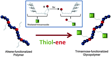 Graphical abstract: Polymer–trimannoside conjugates via a combination of RAFT and thiol–ene chemistry