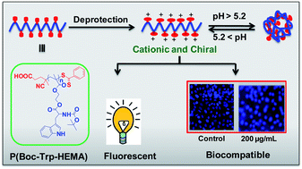 Graphical abstract: RAFT polymerization of methacrylates containing a tryptophan moiety: controlled synthesis of biocompatible fluorescent cationic chiral polymers with smart pH-responsiveness