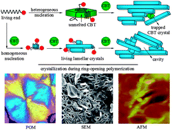 Graphical abstract: Living lamellar crystal initiating polymerization and brittleness mechanism investigations based on crystallization during the ring-opening of cyclic butylene terephthalate oligomers