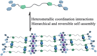 Graphical abstract: Controlled formation of a supramolecular polymer network driven by heterometallic coordination interactions