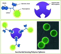 Graphical abstract: Biotinylated boronic acid fluorophore conjugates: Quencher elimination strategy for imaging and saccharide detection