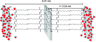 Graphical abstract: Water-mediated structural tunability of an alkyl/siloxane hybrid: from amorphous material to lamellar structure or bilamellar superstructure