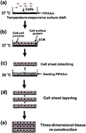 Graphical abstract: Scaffold-free tissue engineering using cell sheet technology