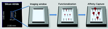 Graphical abstract: The development of affinity capture devices—a nanoscale purification platform for biological in situtransmission electron microscopy