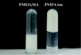 Graphical abstract: Revisiting differences in the thermoresponsive behavior of PNIPAAm and PMEO2MA aqueous solutions